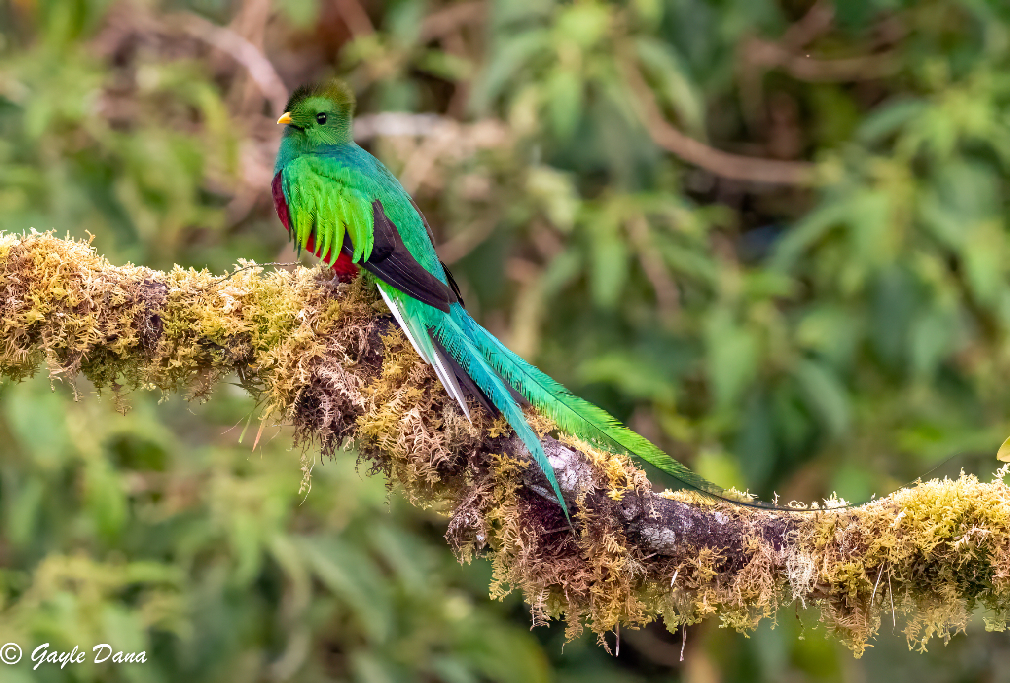 Resplendent Quetzal